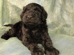 Female schnoodles for sale|Giant schnoodle sale $1000|Iowa breeder